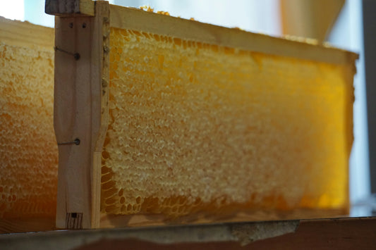 ¿Qué es la miel de manuka?