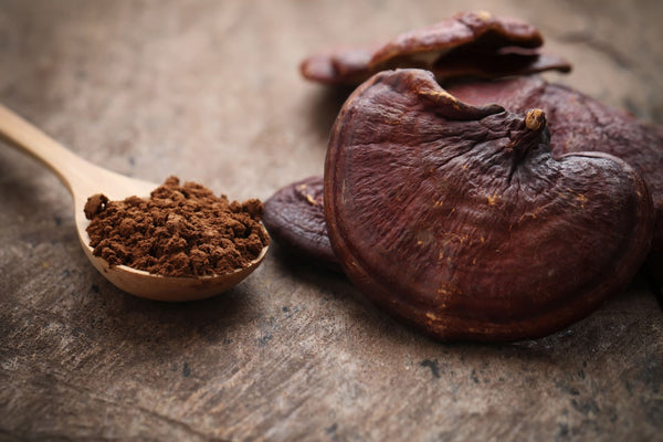 Reishi beneficios